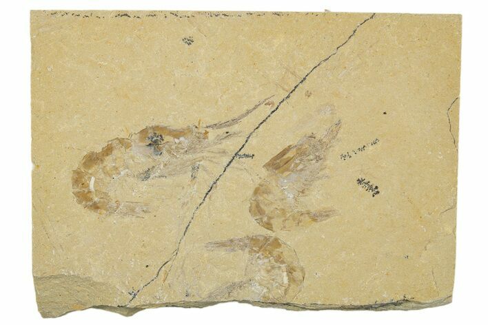 Two Cretaceous Fossil Shrimp - Lebanon #308516